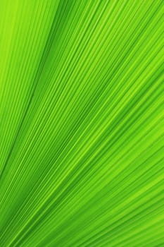 Texture of Green palm Leaf