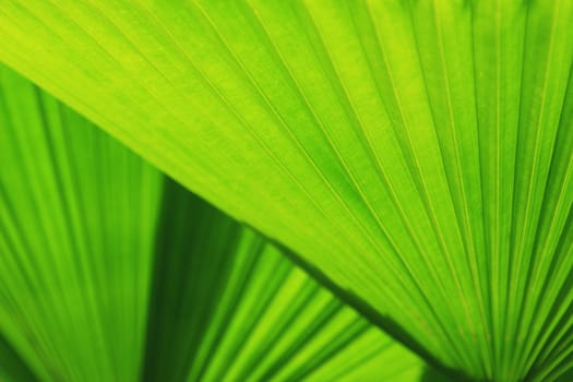 Texture of Green palm Leaf