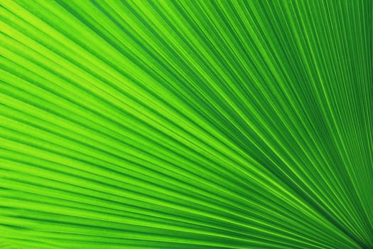 Texture of Green palm Leaf