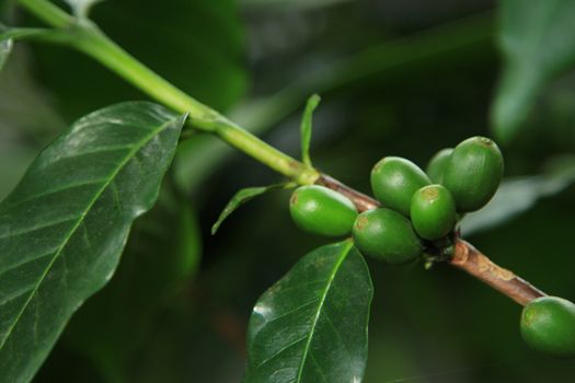 Coffee tree