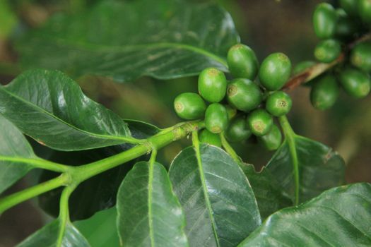 Coffee seeds on a coffee tree