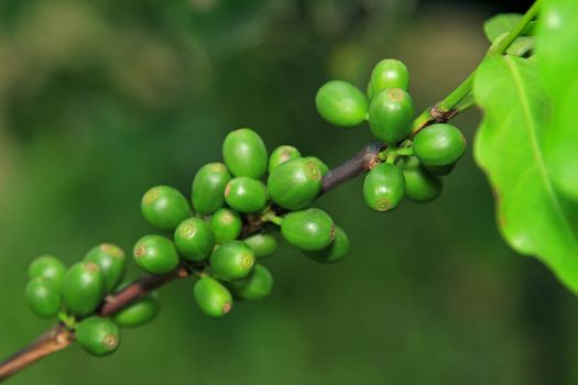 Coffee seeds on a coffee tree