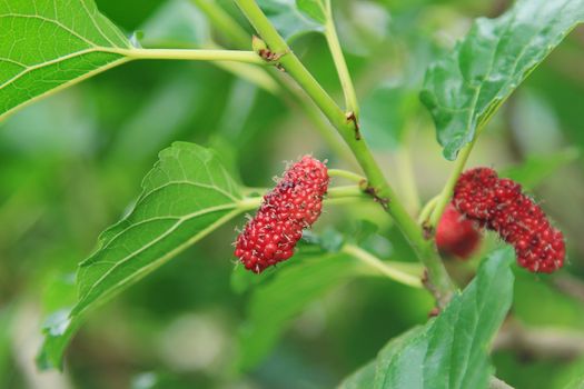 Fresh mulberry on tree