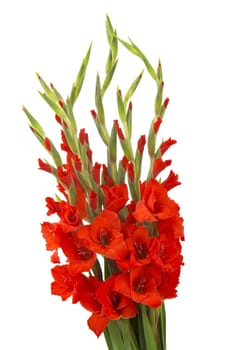 red gladiolus flowers