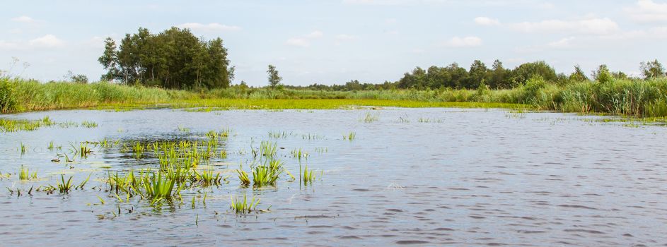 Typical view of a the swamp in National Park Weerribben in the Netherlands