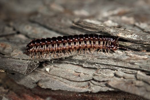 Macro photo of mating centipedes on a tree bark