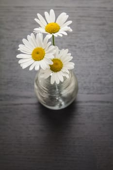 three beautiful daisies on a wooden background