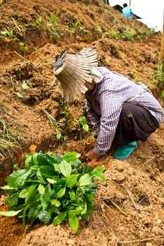 Women were planted tea on the mountain