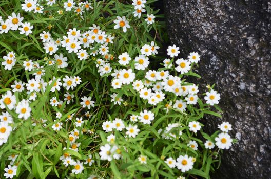  top view of flower with stone