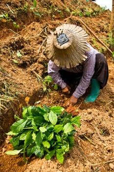 Women were planted tea on the mountain