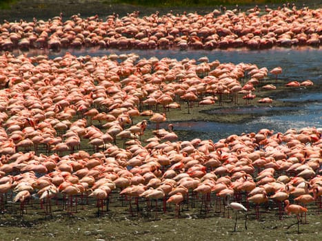 Flock of flamingos in the african lake