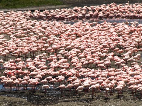 Flock of flamingos in the african lake