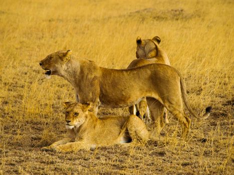 Lion group lying and watching in african savannah