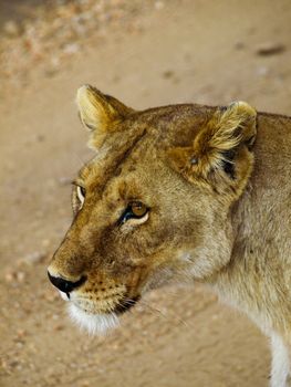 Portrait of lioness on african safari game drive