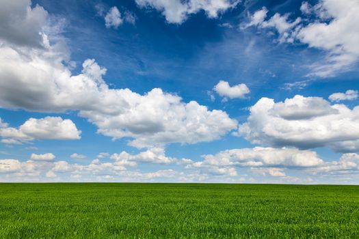Summer landscape with green grass and blue cloudy sky
