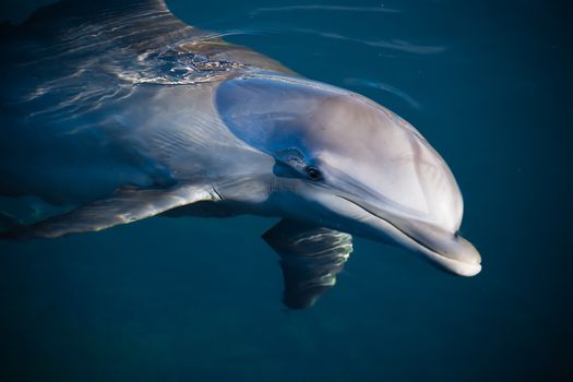 a dolphin swimming in dark blue waters