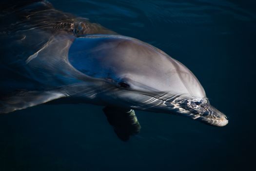 a dolphin swimming in dark blue waters