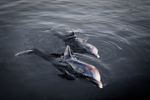 Two playful dolphins at dawn in gray water. Artistic shot