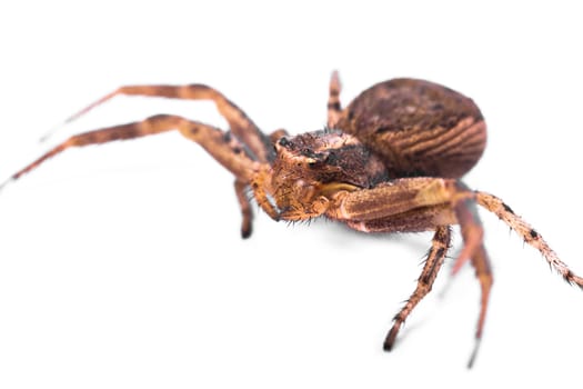 Macro of a Brown Spider isolated on a white background.