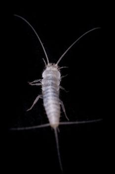 A macro shot of a lepisma (known as silverfish)