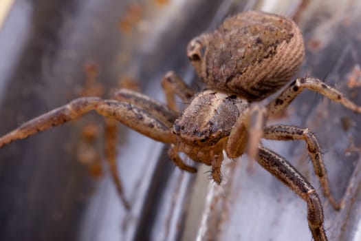 Macro of a Brown Spider