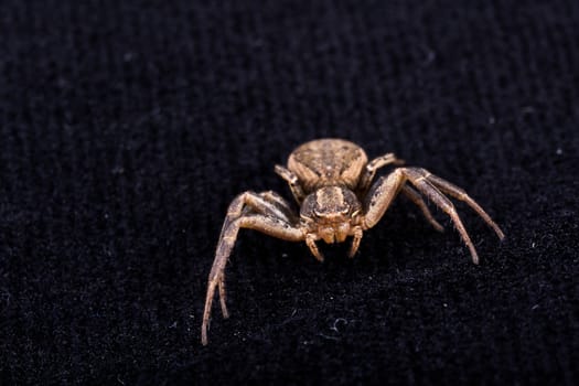 Macro of a Brown Spider on black velvet