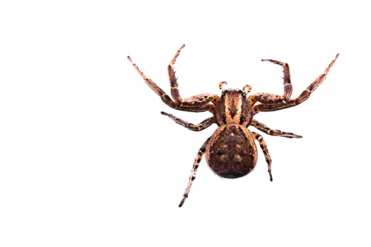 Macro of a Brown Spider isolated on a white background. Copyspace on left