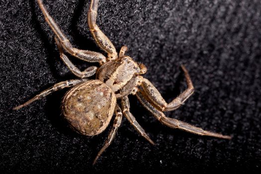 Macro of a Brown Spider on black velvet