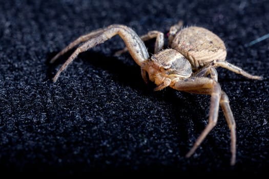 Macro of a Brown Spider on black velvet