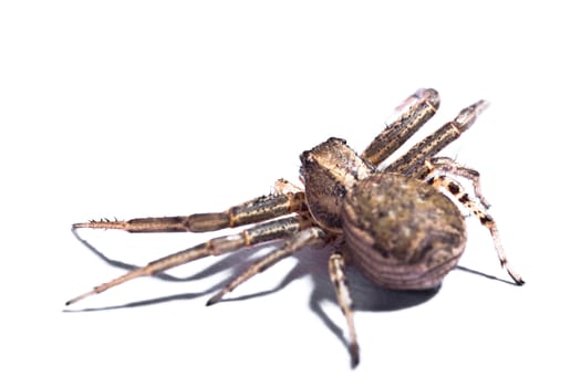 Macro of a Brown Spider isolated on a white background.