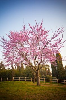 Lot of pink Cherry flowers on a cherry tree