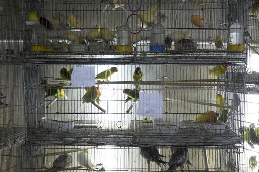 Parakeets in cages for sale in street market in Brazil. Animal rights are vastly disregarded in Brazil, and animals are kept in stressful conditions.