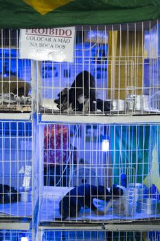 BELO HORIZONTE, BRAZIL - JULY  28: Puppies for sale in market. Animal rights are vastly disregarded in Brazil, and animals are kept in stressful conditions. July 28, 2014 in Belo Horizonte.