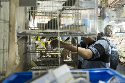 BELO HORIZONTE, BRAZIL - JULY  28: People looking at caged birds in market. Parakeets, a popular pet in Brazil, are kept in stressful conditions until they are sold. July 28, 2014 in Belo Horizonte.