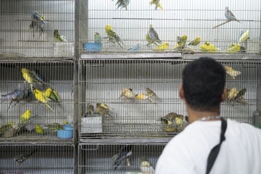 BELO HORIZONTE, BRAZIL - JULY  28: People looking at caged birds in market. Parakeets, a popular pet in Brazil, are kept in stressful conditions until they are sold. July 28, 2014 in Belo Horizonte.