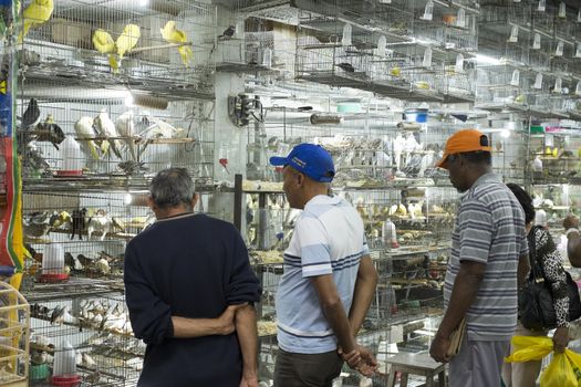 BELO HORIZONTE, BRAZIL - JULY  28: People looking at caged birds in market. Parakeets, a popular pet in Brazil, are kept in stressful conditions until they are sold. July 28, 2014 in Belo Horizonte.