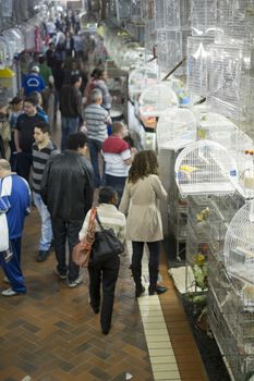 BELO HORIZONTE, BRAZIL - JULY  28: People looking at caged birds in market. Parakeets, a popular pet in Brazil, are kept in stressful conditions until they are sold. July 28, 2014 in Belo Horizonte.