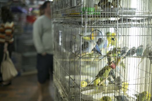 BELO HORIZONTE, BRAZIL - JULY  28: People looking at caged birds in market. Parakeets, a popular pet in Brazil, are kept in stressful conditions until they are sold. July 28, 2014 in Belo Horizonte.