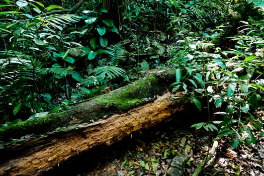 a tree trunk in a tropical rainforest