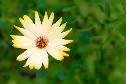 Flower on a green blurred background