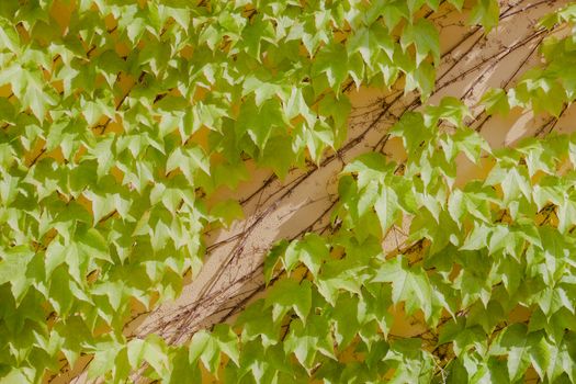 Some ivy on a beige wall