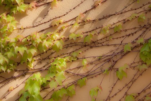 Some ivy on a beige wall