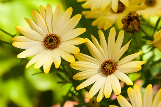 Two Flowers on a green blurred background