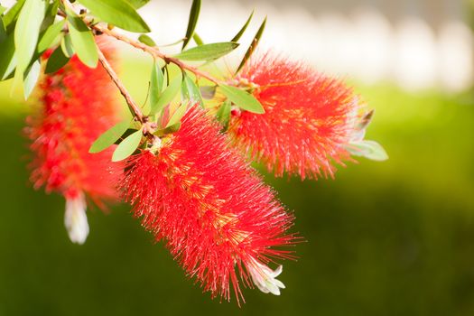 Three Bottlebrush Flowers in a garden