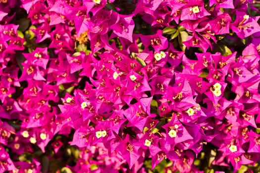 a wall covered with bouganville flowers