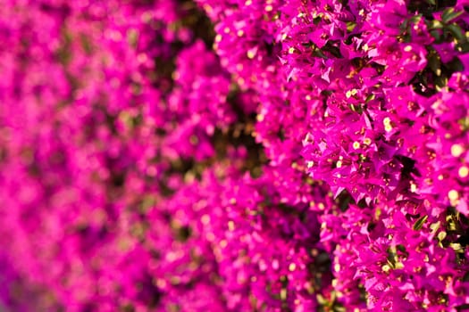 a wall covered with bouganville flowers