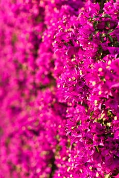 a wall covered with bouganville flowers