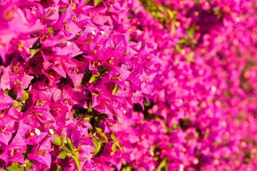 a wall covered with bouganville flowers