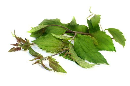 Mexican dream herb on a white background