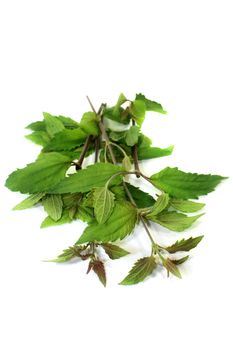 Mexican dream herb on a white background